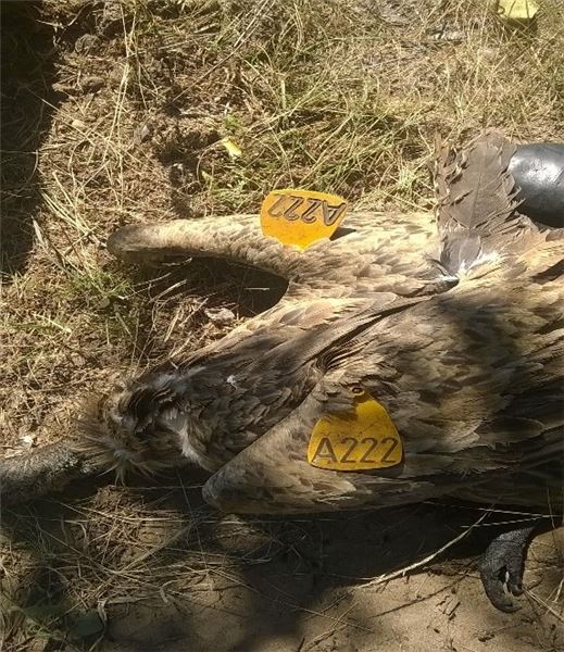 Крупный план отравленных стервятников с белой спиной © Hugo van der Westhuizen Крупный план отравленных стервятников с белой спиной © Hugo van der Westhuizen