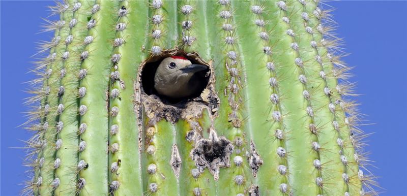 GilWoodpecker © kojihirano / Shutterstock GilWoodpecker © kojihirano / Shutterstock