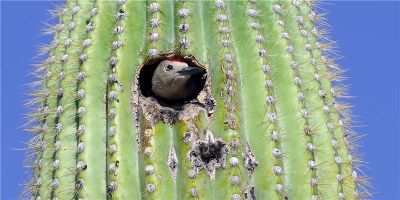 GilWoodpecker © kojihirano / Shutterstock GilWoodpecker © kojihirano / Shutterstock