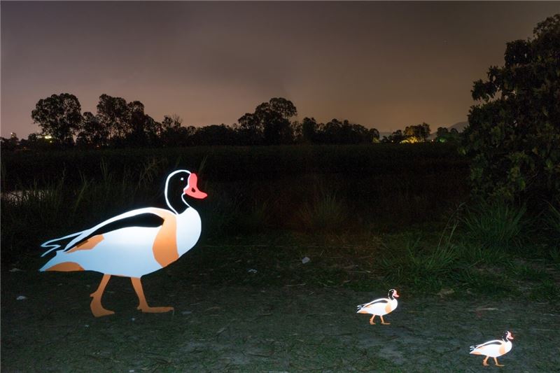 До 3000 обыкновенного шелдака зимовали в Гонконге, но с 2014 года не было зарегистрировано встреч. © Гонконгское общество наблюдения за птицами / Cheung Wai Lok, Matthew Kwan