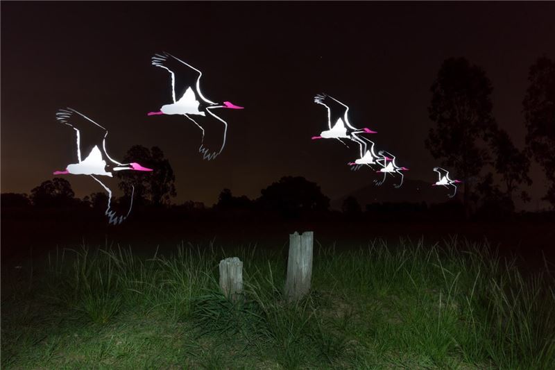 В 1967 году Гонконг поддержал 15 черных аистов. Их последнее зарегистрированное наблюдение было в 2015 году. © Гонконгское общество наблюдения за птицами / Чунг Вай Лок, Мэтью Кван