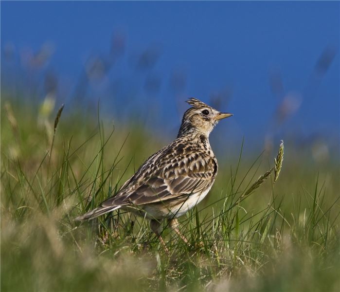 Евразийский жаворонок. Фото: Томас МакДоннелл