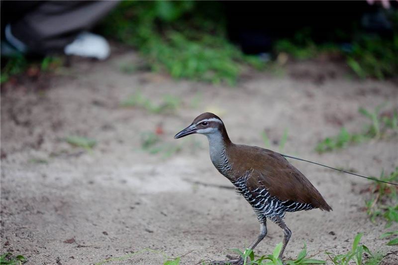 Выпущен Guam Rail (ko'ko ') с передатчиком © Fernbird Photography / Ginger Haddock Выпущен Guam Rail (ko'ko ') с передатчиком © Fernbird Photography / Ginger Haddock