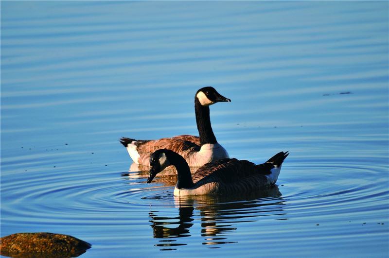CanadGoose © HIH Princess Takamado CanadGoose © HIH Princess Takamado