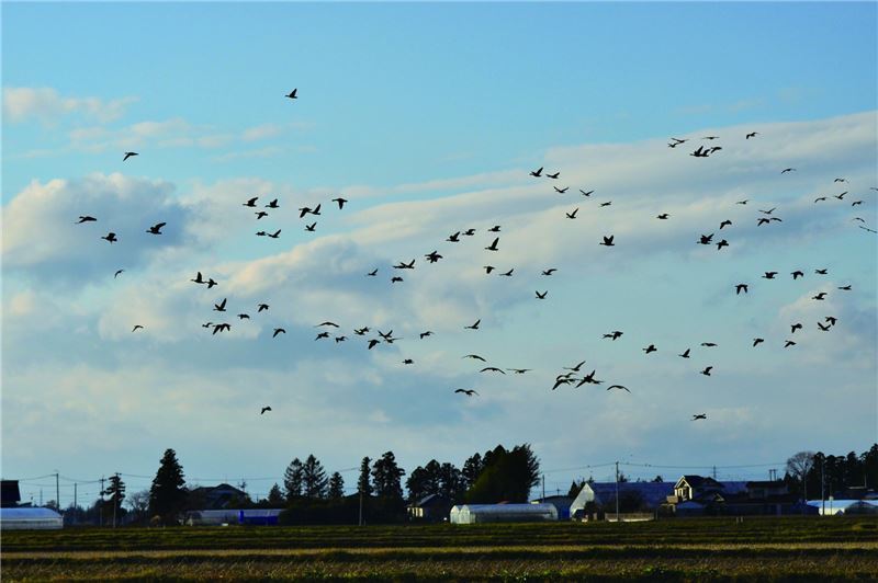 Кудахчущий гусь © HIH Princess Takamado Кудахчущий гусь © HIH Princess Takamado