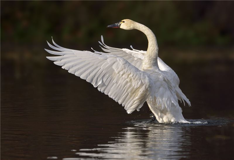 TundrSwan © Shutterstock TundrSwan © Shutterstock