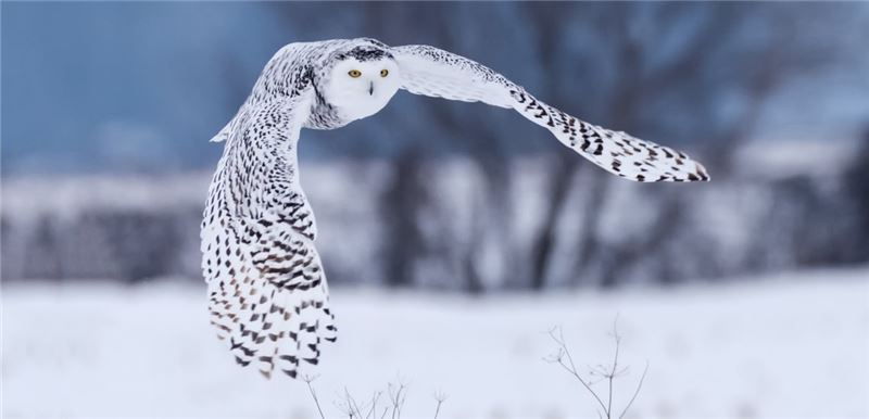 Снежная сова © Shutterstock Снежная сова © Shutterstock