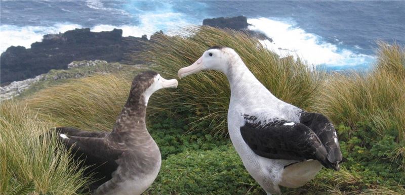 Из-за нехватки еды самка антиподского альбатроса (слева) отправляется в более длительные и опасные походы за пищей © Kath Walker