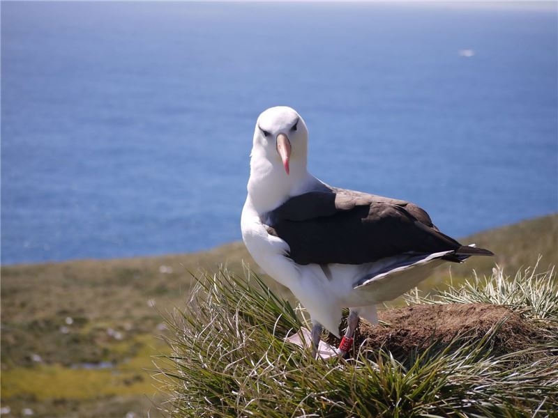В этом году чернобровый альбатрос был занесен в Красный список МСОП как наименее опасный. © Стефани Виннард