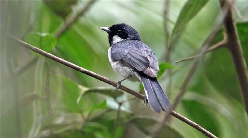 Сесок I держит монарха находящихся под угрозой исчезновения © James Eaton-Birdtour Asia Сесок I держит монарха находящихся под угрозой исчезновения © James Eaton-Birdtour Asia