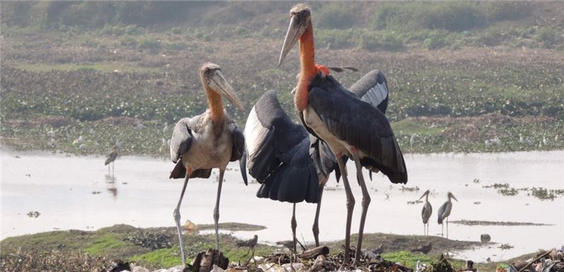 Большие адъютанты на свалке в Гувахати, Инди. © AJT Johnsingh, WWF Indi / NCF Большие адъютанты на свалке в Гувахати, Инди. © AJT Johnsingh, WWF Indi / NCF