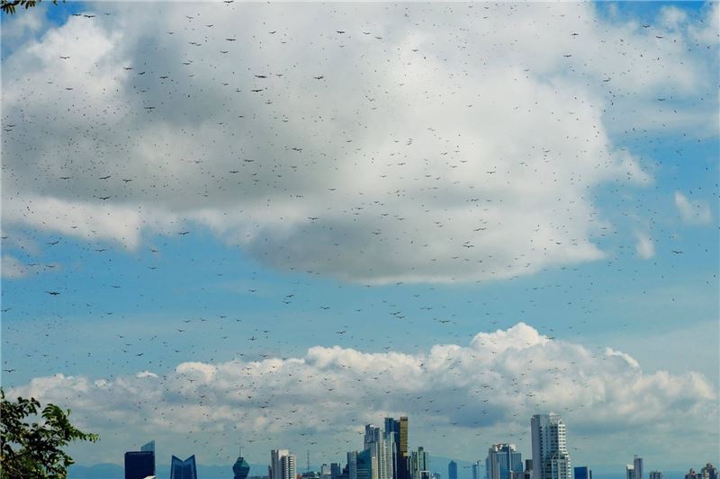 Хищники собираются в небе над PanamCity © Alvaro Moises Хищники собираются в небе над PanamCity © Alvaro Moises