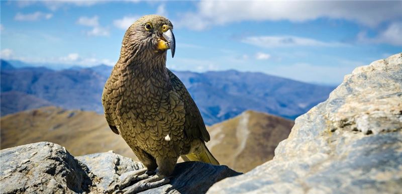 Фастфуд не годится для Ке © PavlinTrauskeova / Shutterstock Фастфуд не годится для Ке © PavlinTrauskeova / Shutterstock