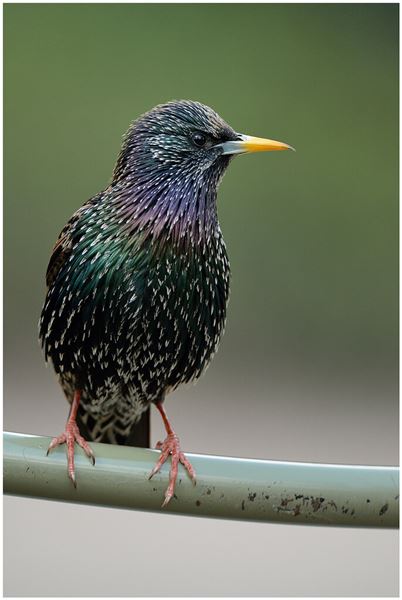 Обыкновенный скворец (Sturnus vulgaris) - один из более чем 30 видов, на которых можно без ограничений охотиться © J.J. Boujot Обыкновенный скворец (Sturnus vulgaris) - один из более чем 30 видов, на которых можно без ограничений охотиться © J.J. Boujot