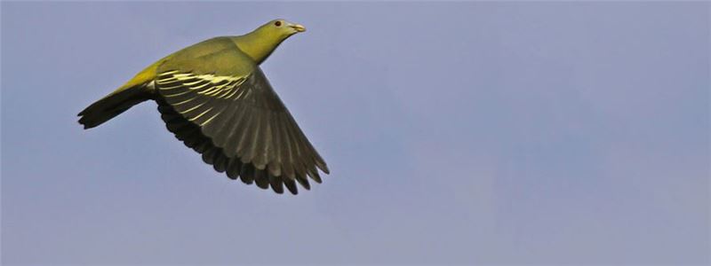 Зеленый голубь Флорес - эндемик лесов Флореса © James Eaton-Birdtour Asia Зеленый голубь Флорес - эндемик лесов Флореса © James Eaton-Birdtour Asia