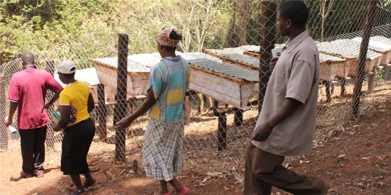 Члены масангони следят за пчелиной пасекой на опушке леса в общине © BLZ