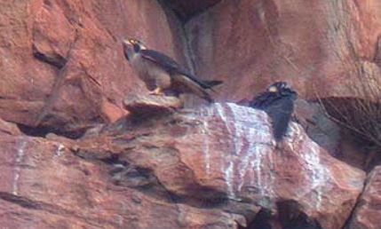 TaitFalcon - один из трех видов птиц, находящихся под угрозой исчезновения во всем мире. © Pete Morris