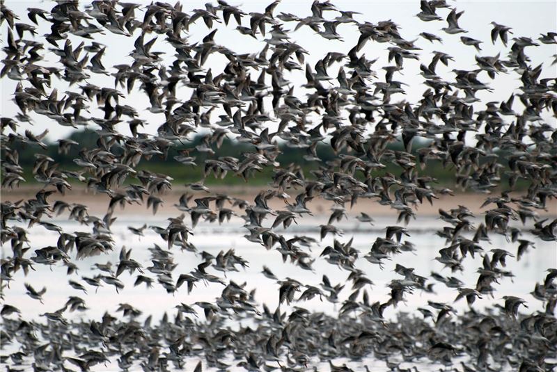 Шестьсот тысяч Phalaropes Вильсона поселились в Мар-Чиките © Gustavo Bruno Шестьсот тысяч Phalaropes Вильсона поселились в Мар-Чиките © Gustavo Bruno