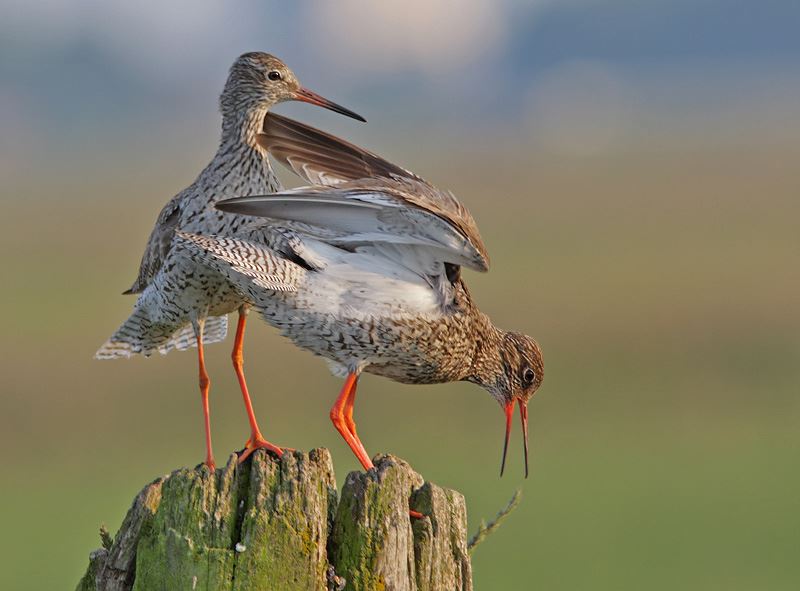 Обыкновенный рыжий щенок © Martin Hierck Обыкновенный рыжий щенок © Martin Hierck