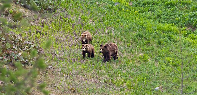 Бурые медведи в Восточном Казахстане © АлександрКлименко Бурые медведи в Восточном Казахстане © АлександрКлименко