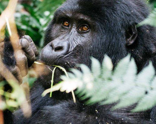 Горная горилла (Gorillberingei beringei) © Эмили Чен Горная горилла (Gorillberingei beringei) © Эмили Чен