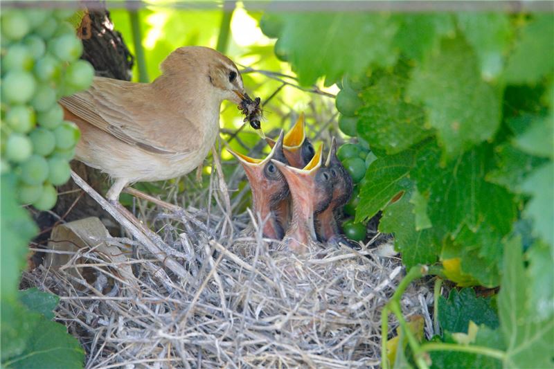 Виноделы ценят присутствие на своих виноградниках малиновок © Juandie Andrades