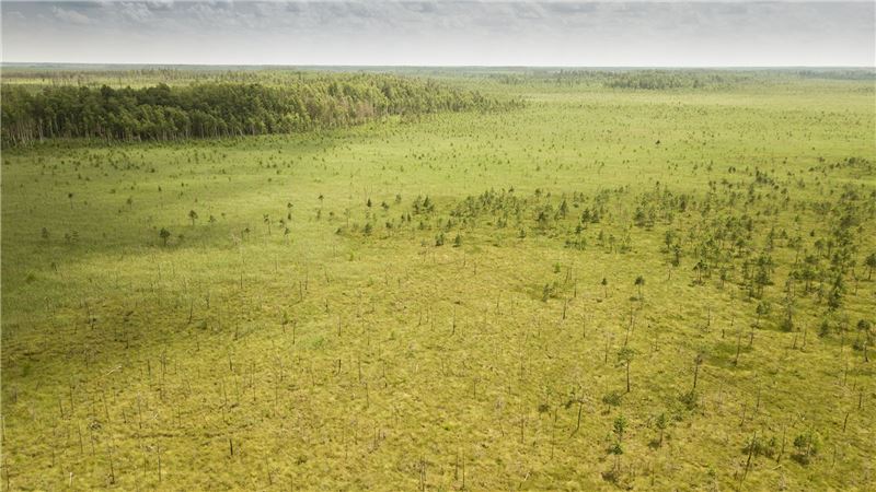 Алманы Мирес, Беларусь © APB-BirdLife Belarus Алманы Мирес, Беларусь © APB-BirdLife Belarus