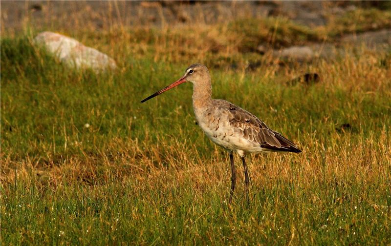 Чернохвостый Годвит © BirdLife Sweden Чернохвостый Годвит © BirdLife Sweden