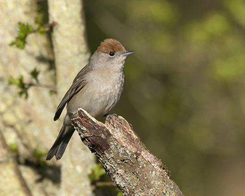 Самка Blackcap Самка Blackcap