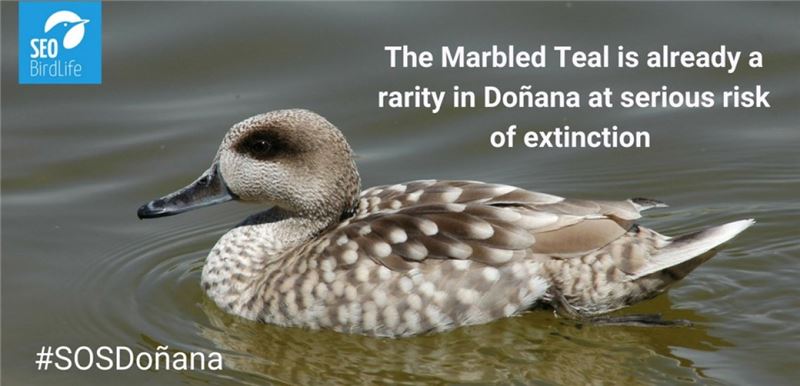 Мраморный бирюзовый доньяна