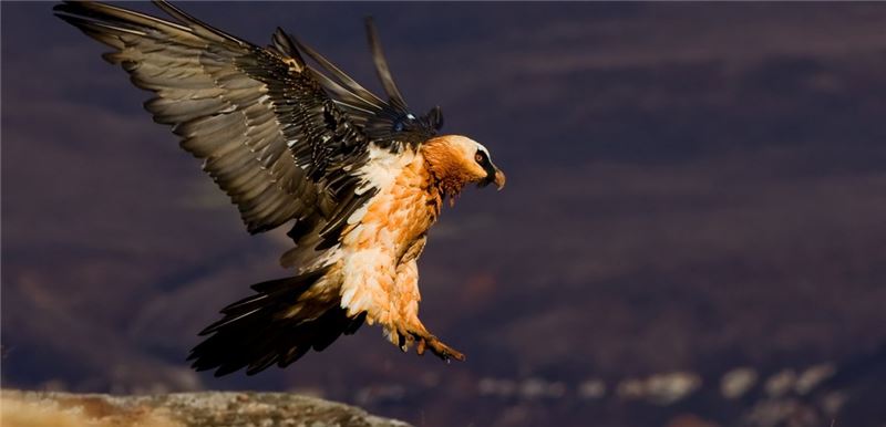 Бородатый гриф © Francois Loubser