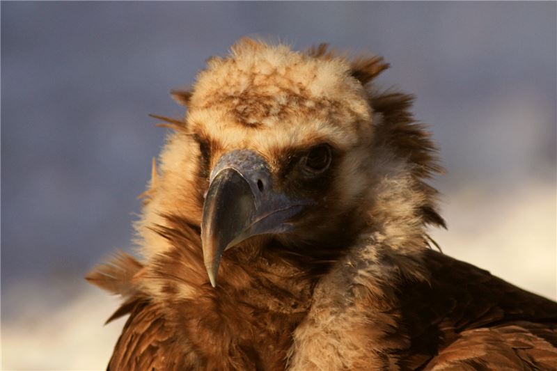 Чёрный стервятник © Ники Петков