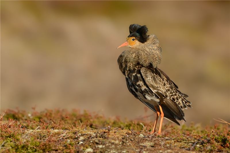 Ерш © М. Паленек