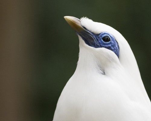 Бали Мин (Находящийся под угрозой исчезновения) © omepl1 / Shutterstock Бали Мин (Находящийся под угрозой исчезновения) © omepl1 / Shutterstock