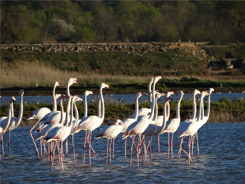 Фламинго Улцинь Салина, Черногория