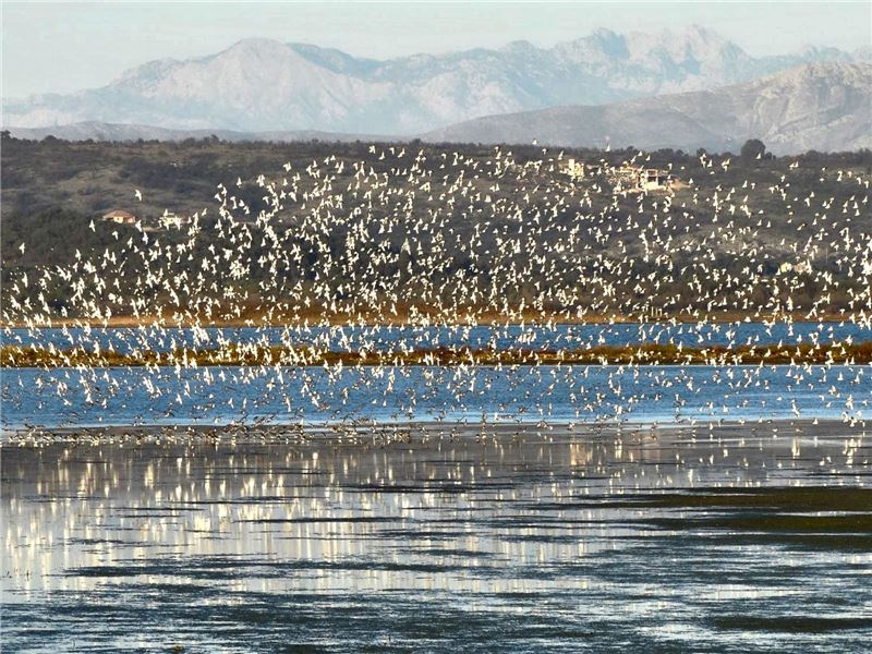Перелетные птицы над Улцинь-Салина, Черногория
