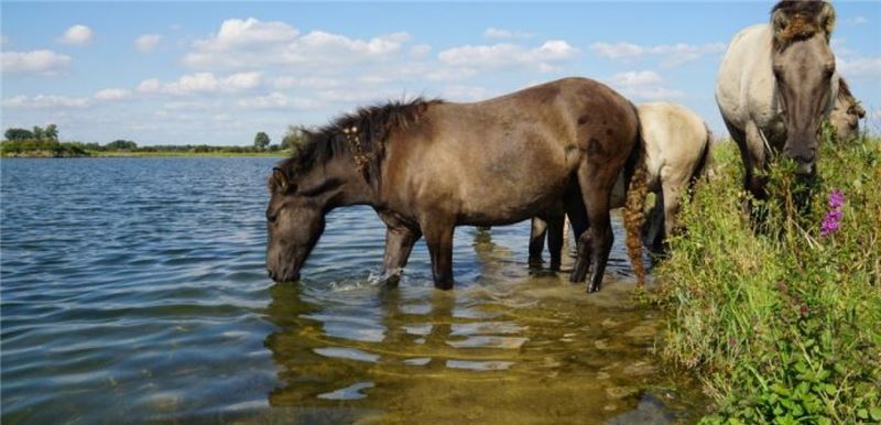 Коник Лошади в Миллингерварде © Ark Nature - Rewilding Europe Коник Лошади в Миллингерварде © Ark Nature - Rewilding Europe