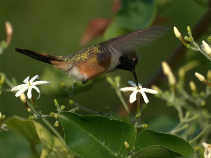 Колибри с лирохвостым хвостом отделили от BahamWoodstar (на фото) © New Jersey Birds Колибри с лирохвостым хвостом отделили от BahamWoodstar (на фото) © New Jersey Birds