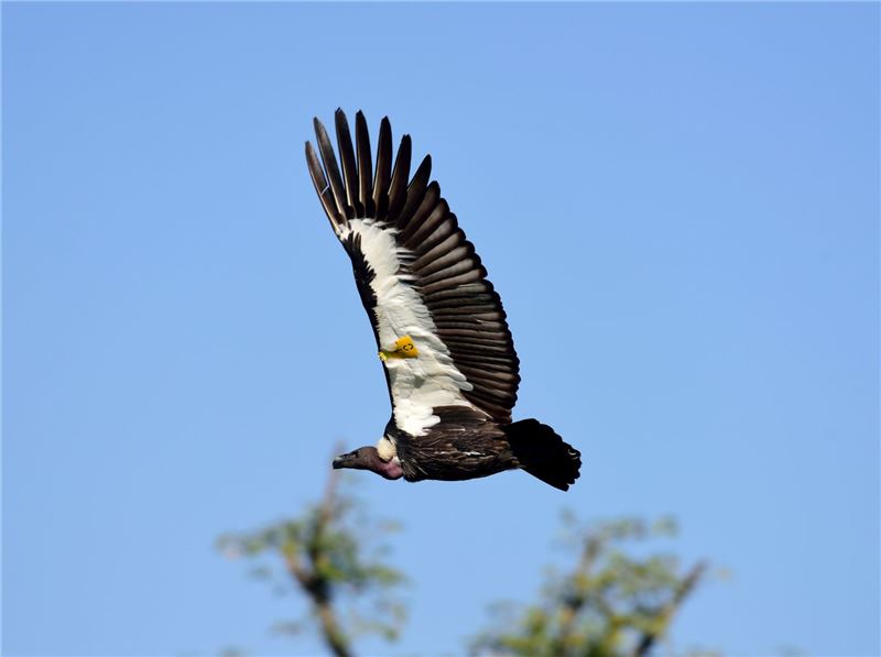 © JyotendrThakuri © JyotendrThakuri