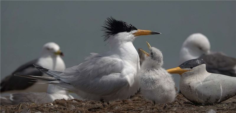 © Юнкён Ли © Юнкён Ли