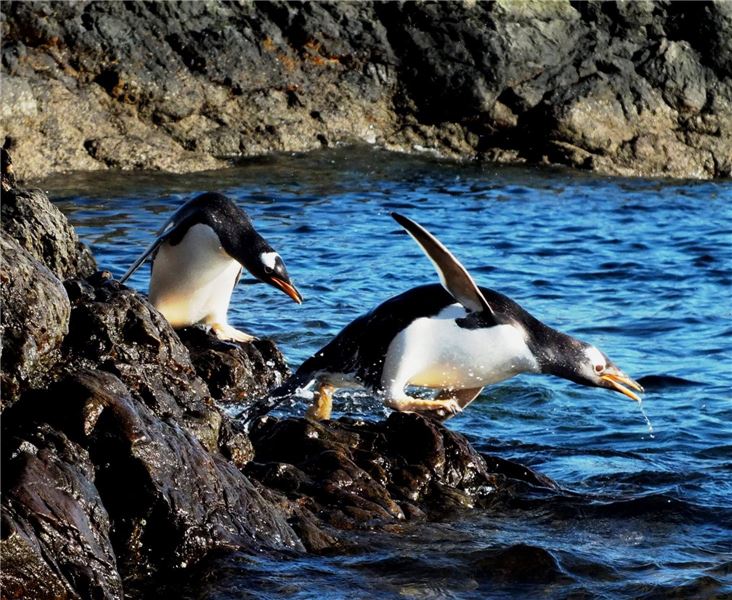 Пингвинов Gentoo редко можно увидеть дальше 50 км от берега © Jonathan Handley Пингвинов Gentoo редко можно увидеть дальше 50 км от берега © Jonathan Handley