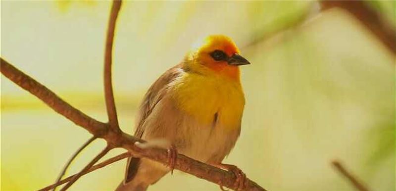 Родригес-фоди (находящиеся под угрозой исчезновения) - лишь одна из эндемичных птиц, пользующихся преимуществами схемы © Сара Касерес и Жан-Ноэль Жасмин