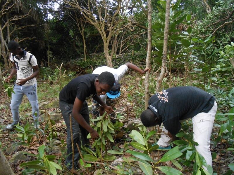 Молодые волонтеры удаляют инвазивные растения в местном заповеднике © MWF