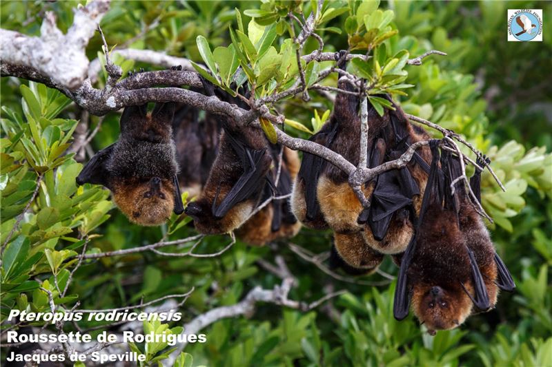 Фруктовая летучая мышь Родригес больше не находится в критическом состоянии