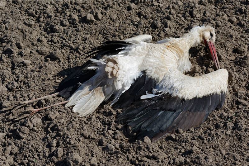 В год незаконно сбиты тысячи белых аистов © BirLife Europe В год незаконно сбиты тысячи белых аистов © BirLife Europe