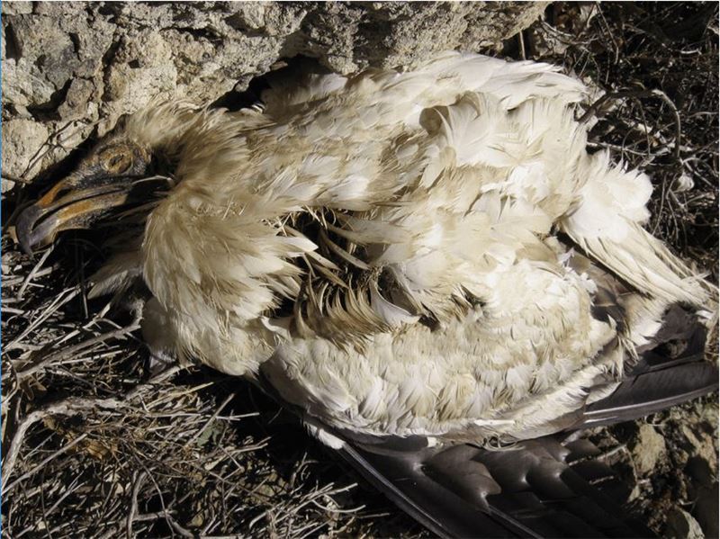 Только каждый седьмой египетский гриф достигает взрослого возраста © BirdLife Europe Только каждый седьмой египетский гриф достигает взрослого возраста © BirdLife Europe