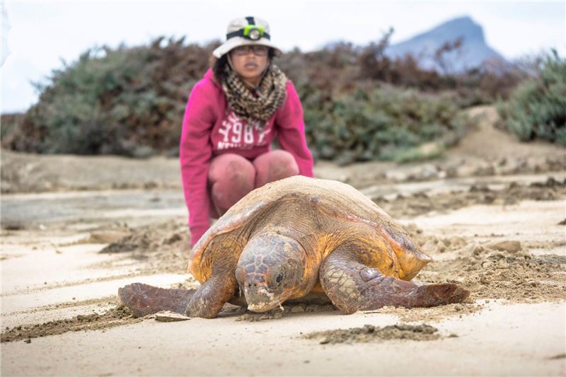 Patríciwatches Loggerhead Turtle возвращается в океан © Biosfera Patríciwatches Loggerhead Turtle возвращается в океан © Biosfera