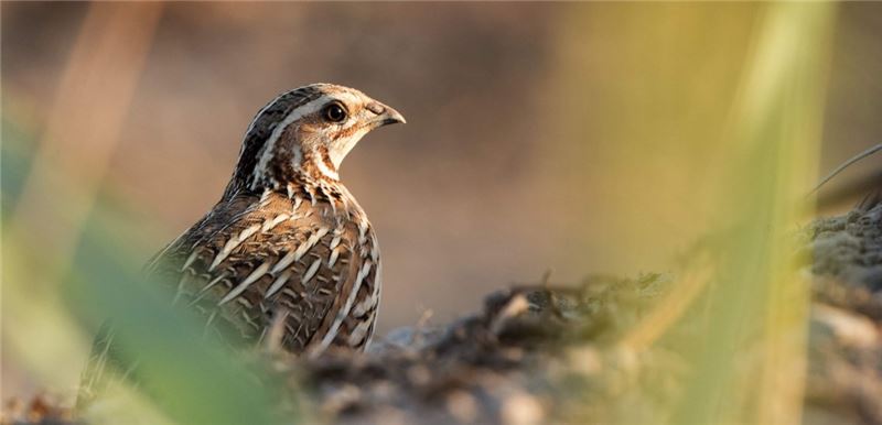 Мигрирует ли перепел или нет, определяется его генами © BirdLife Europe Мигрирует ли перепел или нет, определяется его генами © BirdLife Europe