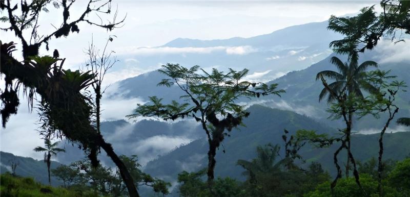 Тропические леса Эквадора - одни из самых быстро обезлесенных местообитаний в мире © ClaudiHermes