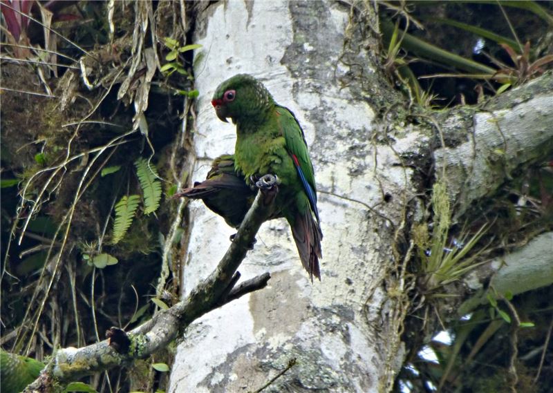 Набор инструментов был использован для планирования охраняемых территорий для попугаев Эль-Оро (находящихся под угрозой исчезновения) © ClaudiHermes